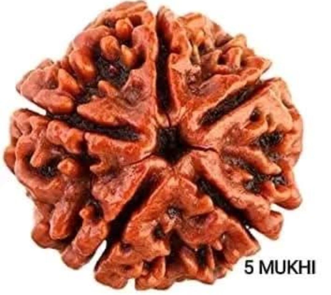 5 mukhi rudraksh